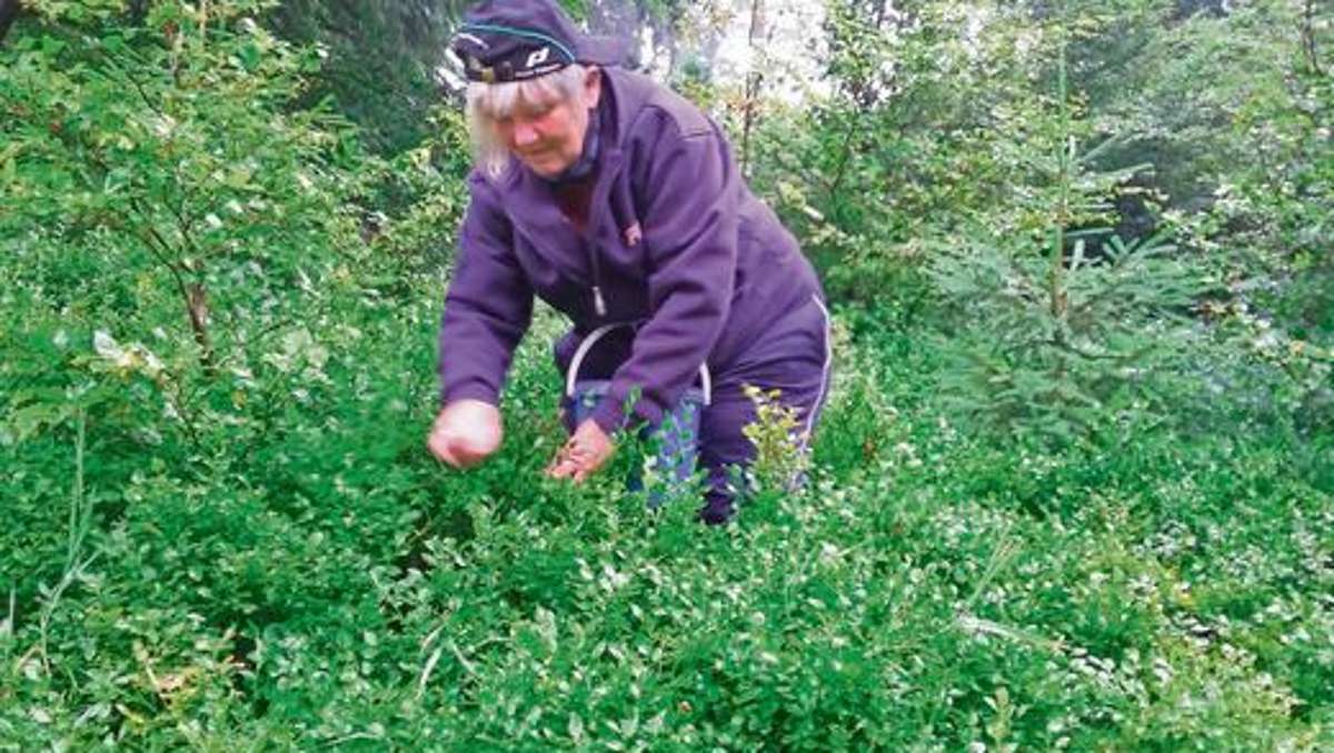 Ilmenau: Heidelbeeren sind auch prima Medizin