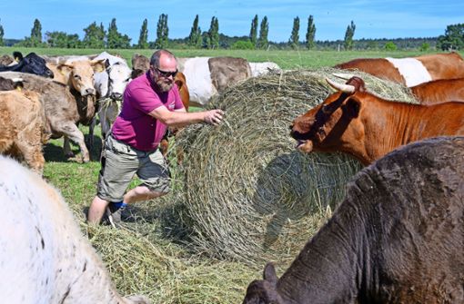 Biobauer Christoph Ender muss seine Rinderherde bereits jetzt mit Heu zufüttern. Normal wäre das Ende September. Foto: /Heiko Matz