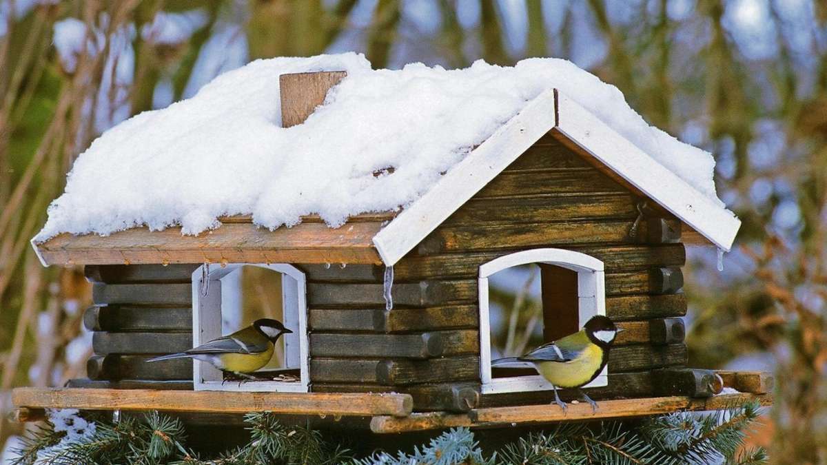 Hildburghausen: Vogelhäuschen löst Nachbarschaftsstreit und Anzeige aus