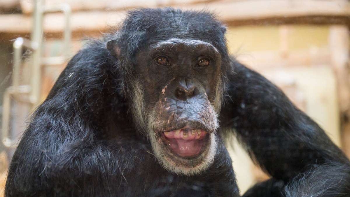Happy Birthday, Jonny!: Einer der ältesten Schimpansen lebt im Zoo Saarbrücken