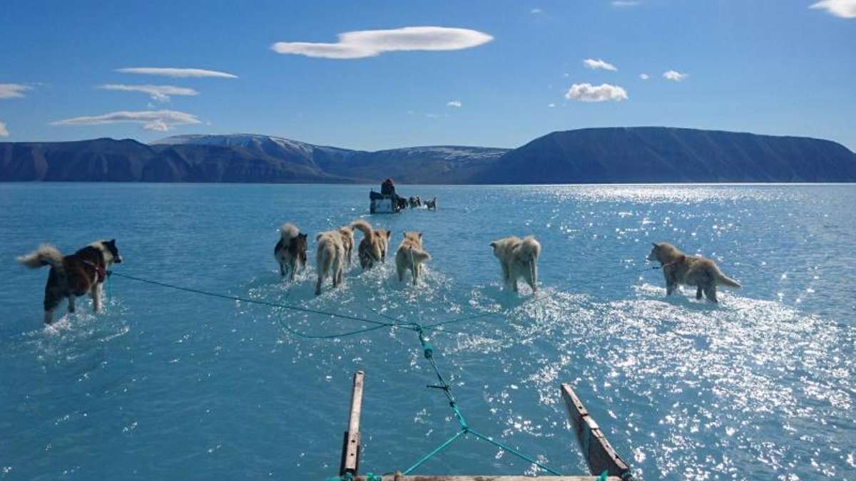 Laufen auf dem Wasser: Foto von Schlittenhunden auf Grönlandeis geht um die Welt