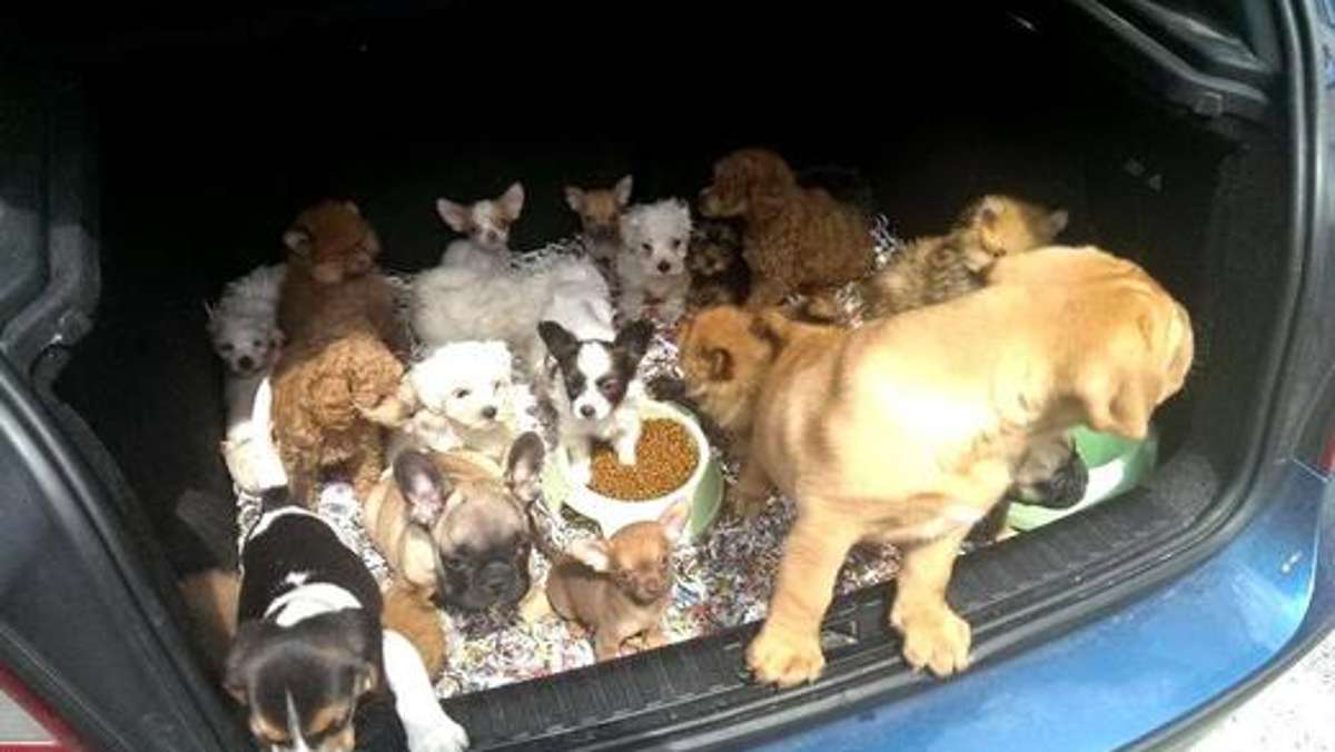 Thüringen: Brutaler Handel mit Hundewelpen brummt