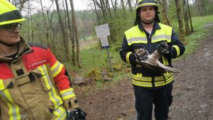 Vogel in Not: Feuerwehr rettet Bussard