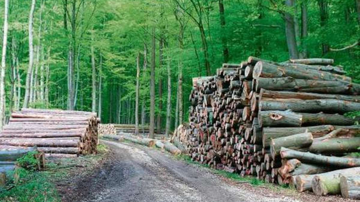 Bad Salzungen: Erstmals wieder großer Holzeinschlag