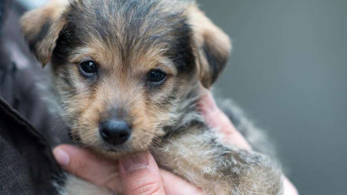 Bad Salzungen: Vier Hundewelpen im Hausflur ausgesetzt - Zeugen gesucht