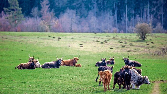 Eiserner Vorhang fürs weidende Vieh: Für Rinder ist die Grenze dicht