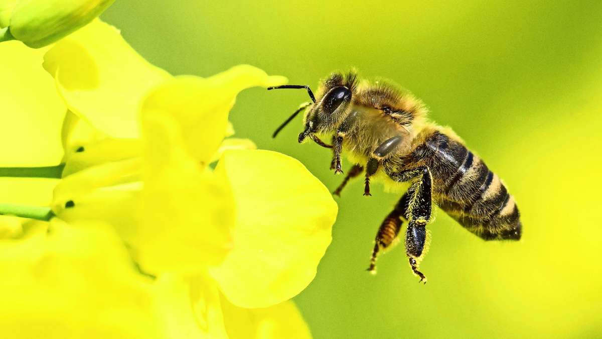 Experte  für Bienen: Marco Grundmann ist neuer Ratgeber für Imker