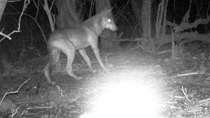 Vierter Wolf-Hund-Mischling tot - Peilsender für Wölfin geplant