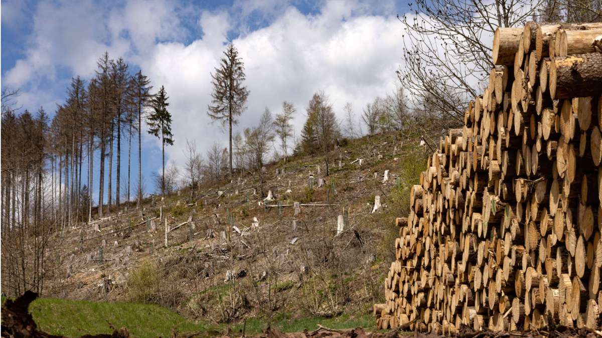 Thüringen-Forst: Keine Dürre-Entwarnung für den Wald