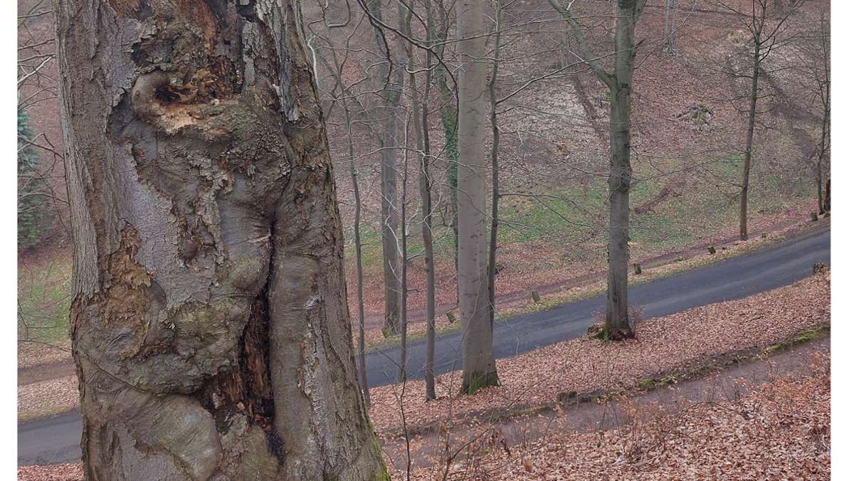 Altensteiner Park: Baumfällarbeiten am Steilhang