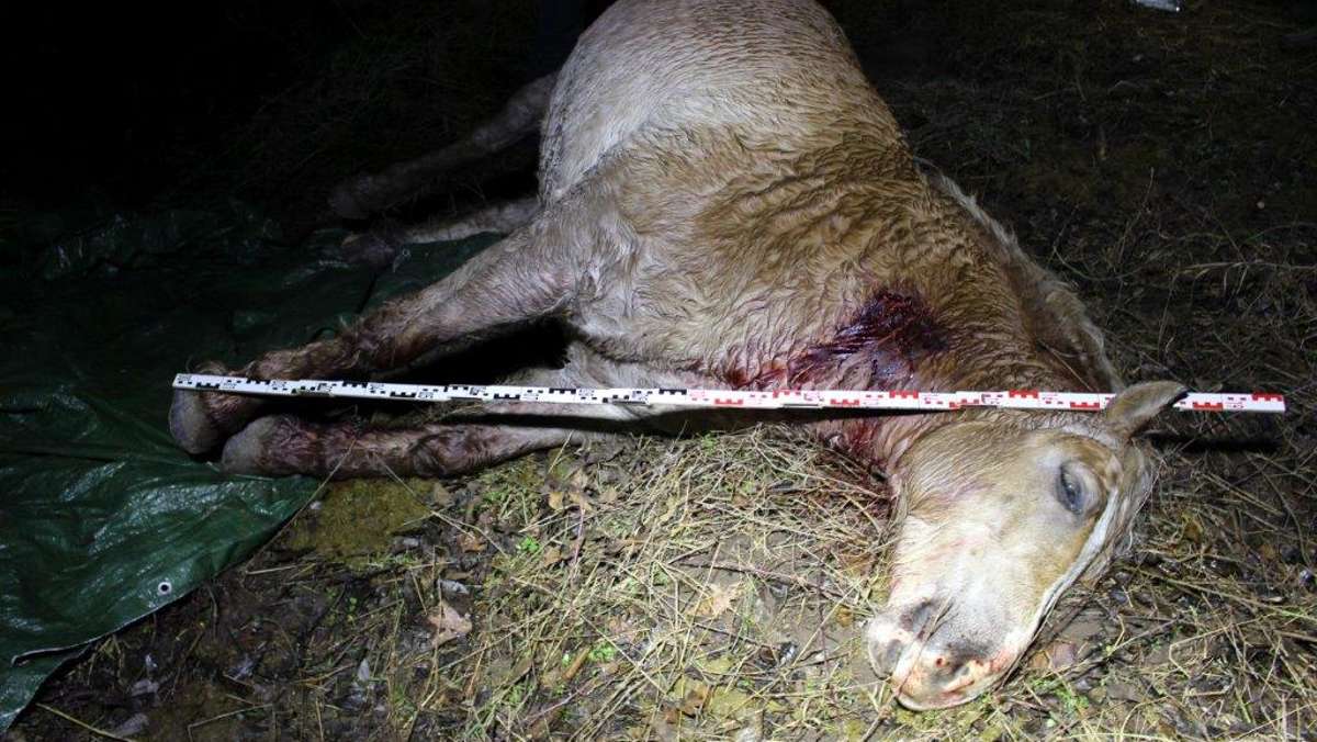 Thüringen: Tierquäler attakieren Pferde auf Koppel - Wallach stirbt