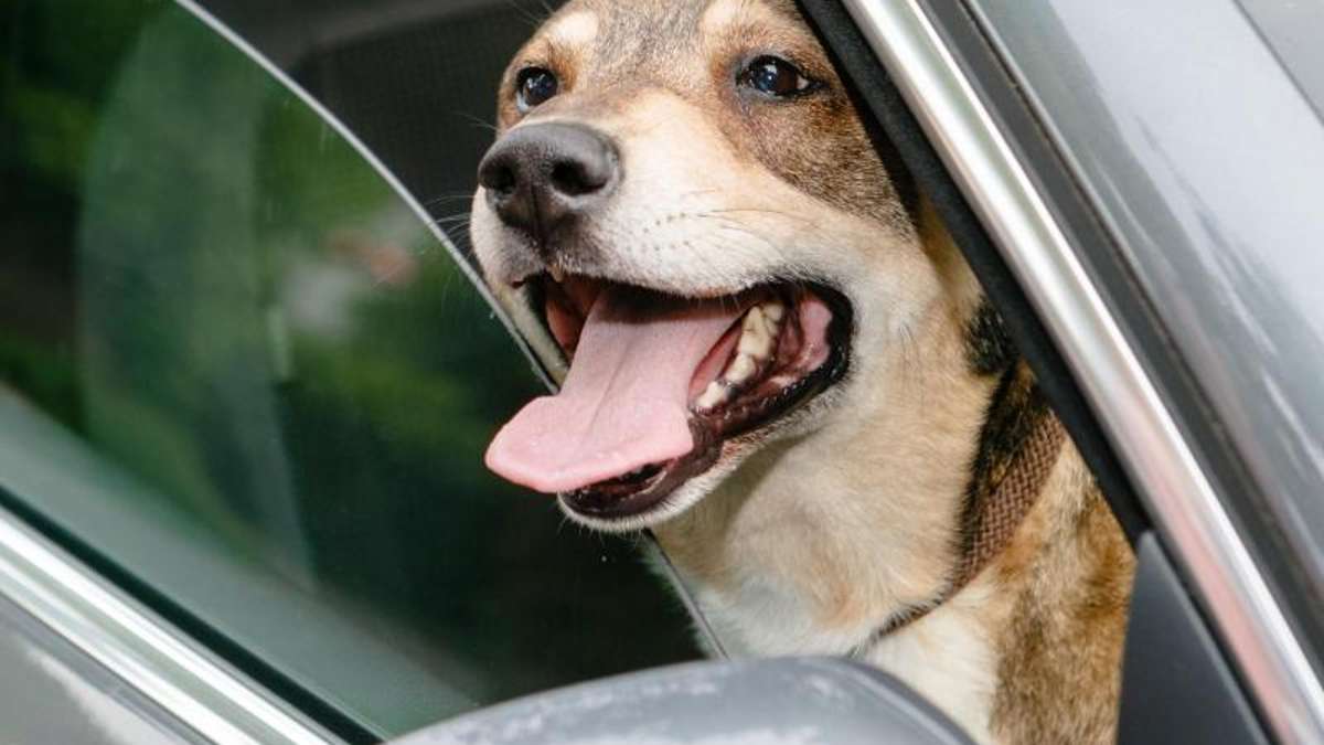 Thüringen: Bei Hitze im Auto gelassen: völlig kraftloser Hund von Polizei gerettet