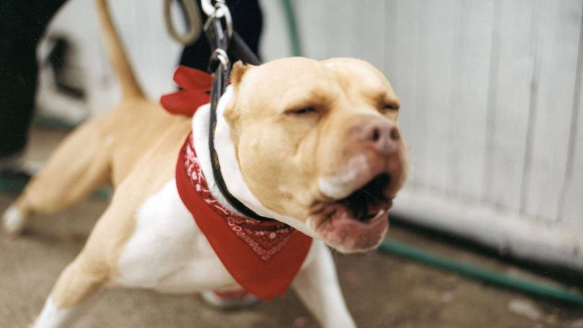 Thüringen: Pitbull-Mischling beißt Yorkshire-Terrier tot