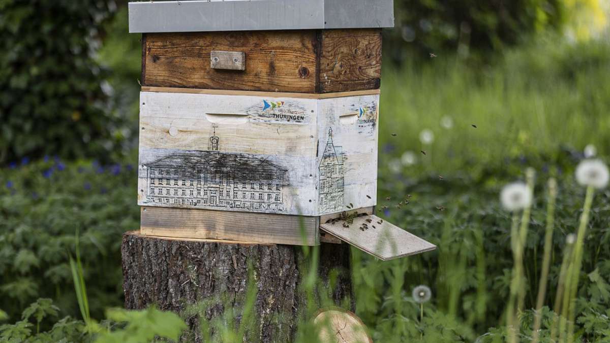 Oberzentrum: Bienen schwärmen für Städteverbund