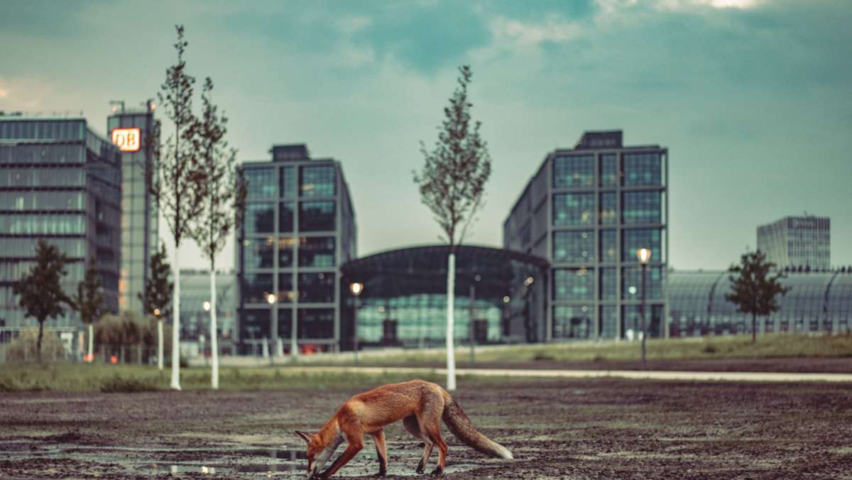 Stadtfüchse in Berlin: Großstadtfüchse  leben wild und gefährlich