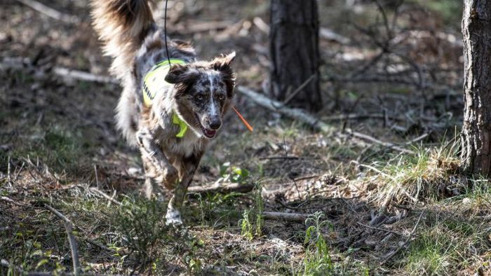 Thüringer Suchhund soll bei Bekämpfung der Schweinepest helfen