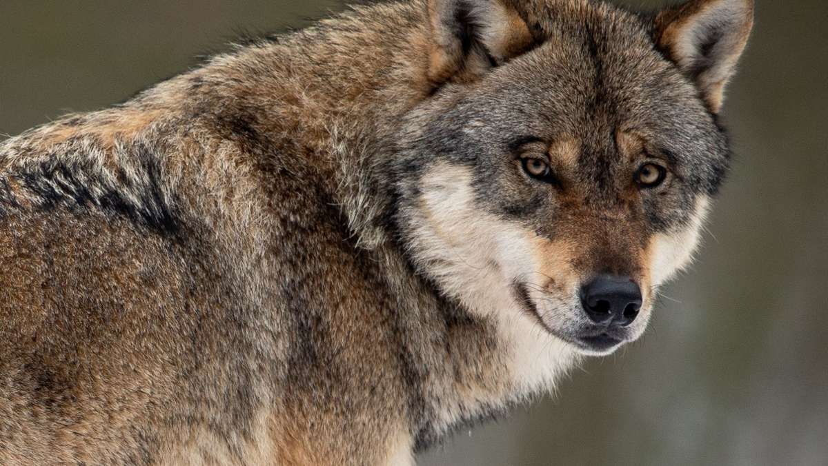 Wölfe in Frankreich: Ein Wolf auf Durchreise im Elsass