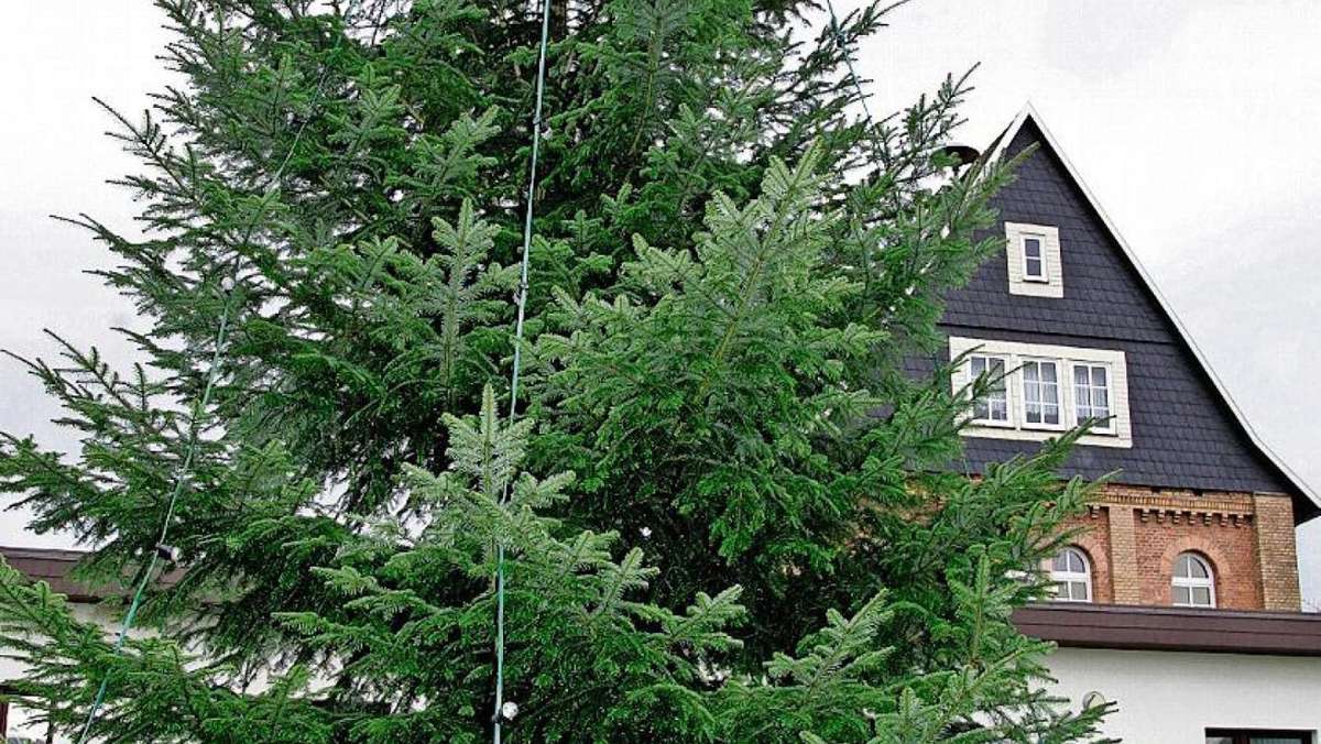 Floh-Seligenthal: Erfurter Weihnachtsbaum 2018 aus Floh-Seligenthaler Forsten