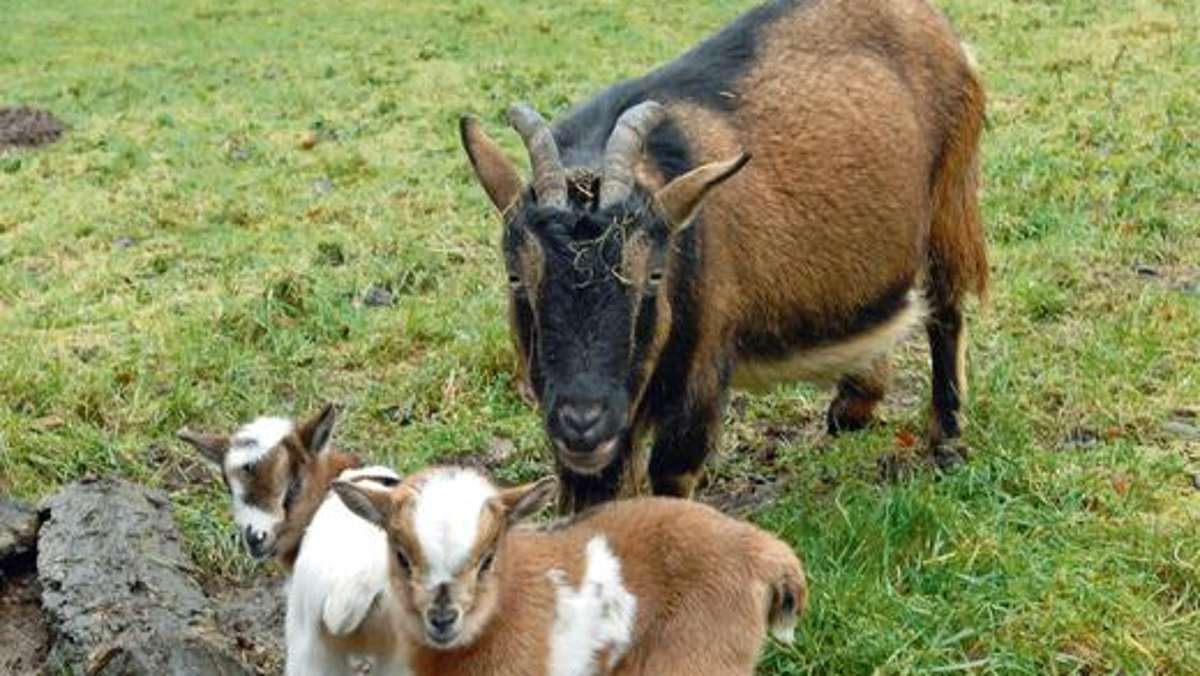 Ilmenau: Zwei kleine Ziegen neue Attraktion im Tierpark