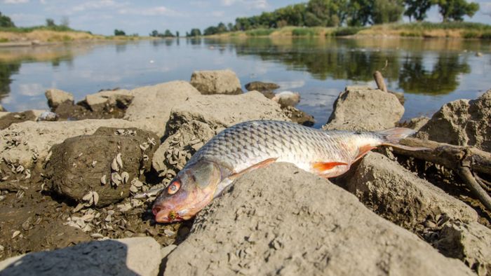 Toxischer Stoff im Fluss: Massives Fischsterben in der Oder – Was ist die Ursache?