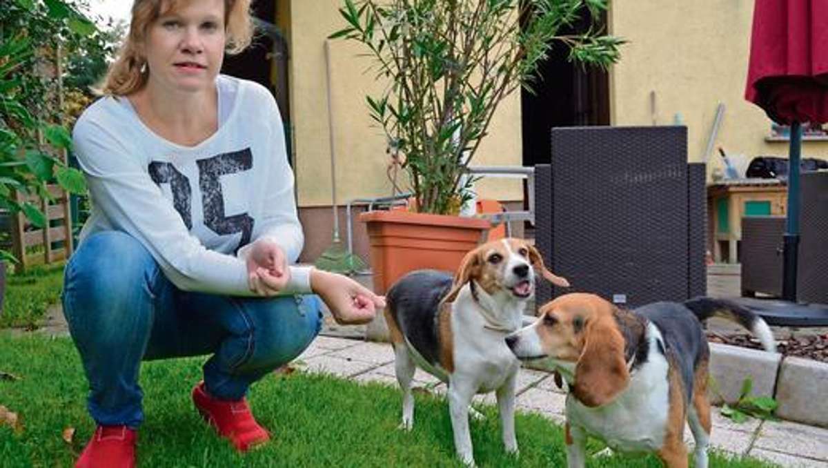 Bad Salzungen: Zweite Chance für die Labor-Beagle