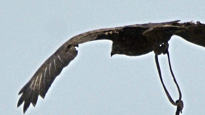 Seltener Vogel: Adler auf Abwegen in der Rhön?