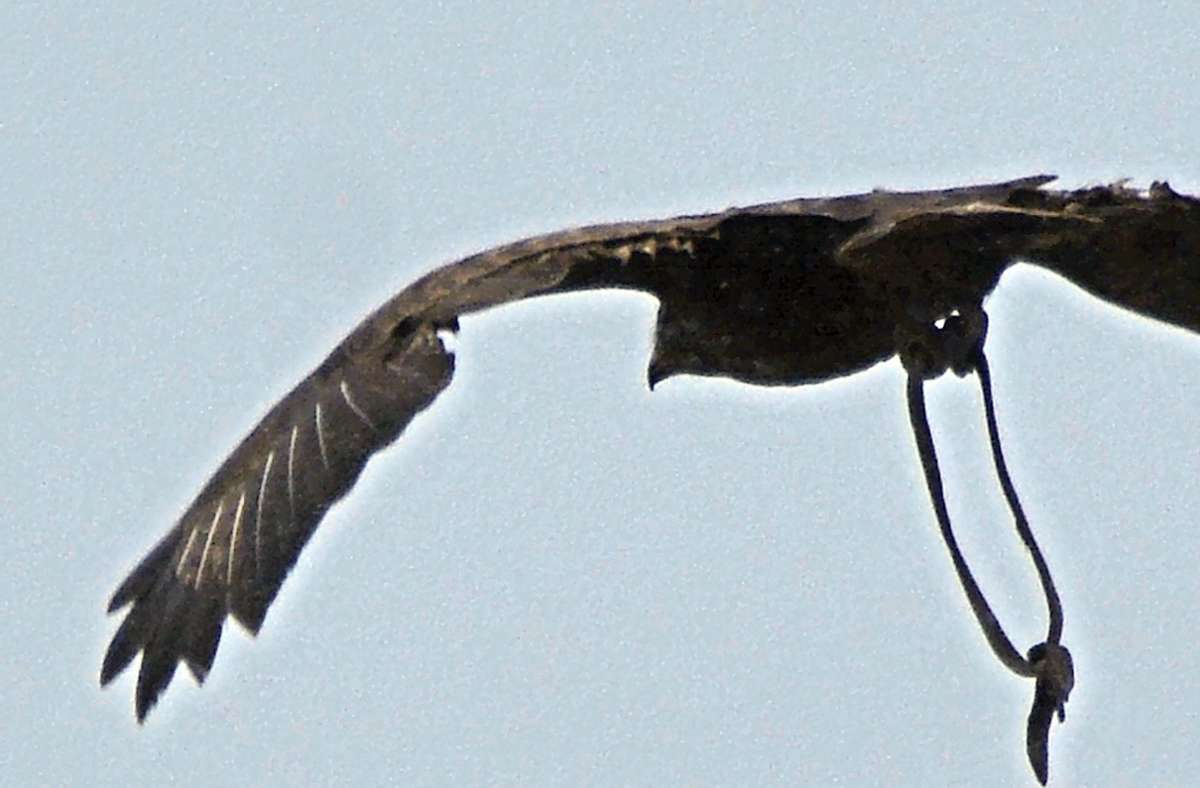 Auffällig ist das lange Lederband an den Klauen des Greifvogels. Foto: Andreas Mötzung