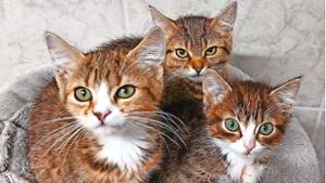 Katzenhelfer brauchen Hilfe: Für viele Katzen die letzte Chance