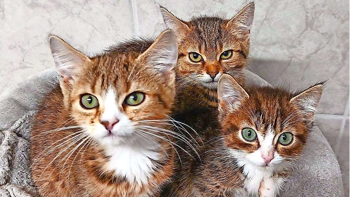 Um Flummi, Molly und Bruno (von links) hat sich die Kitten- und Katzennothilfe gekümmert. Flummy und Molly haben schon ein Zuhause gefunden, Bruno muss noch am Gaumensegel operiert werden – wenn er gesund ist, sucht er ebenfalls ein Zuhause.
