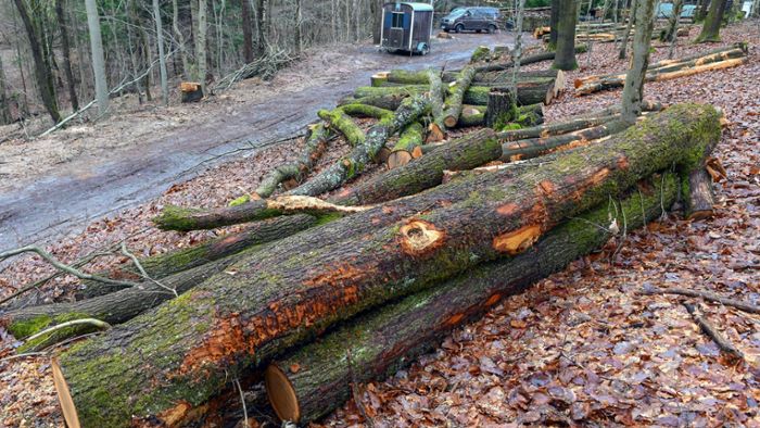 Holzeinschlag: Kritik am Forst ebbt  nicht ab