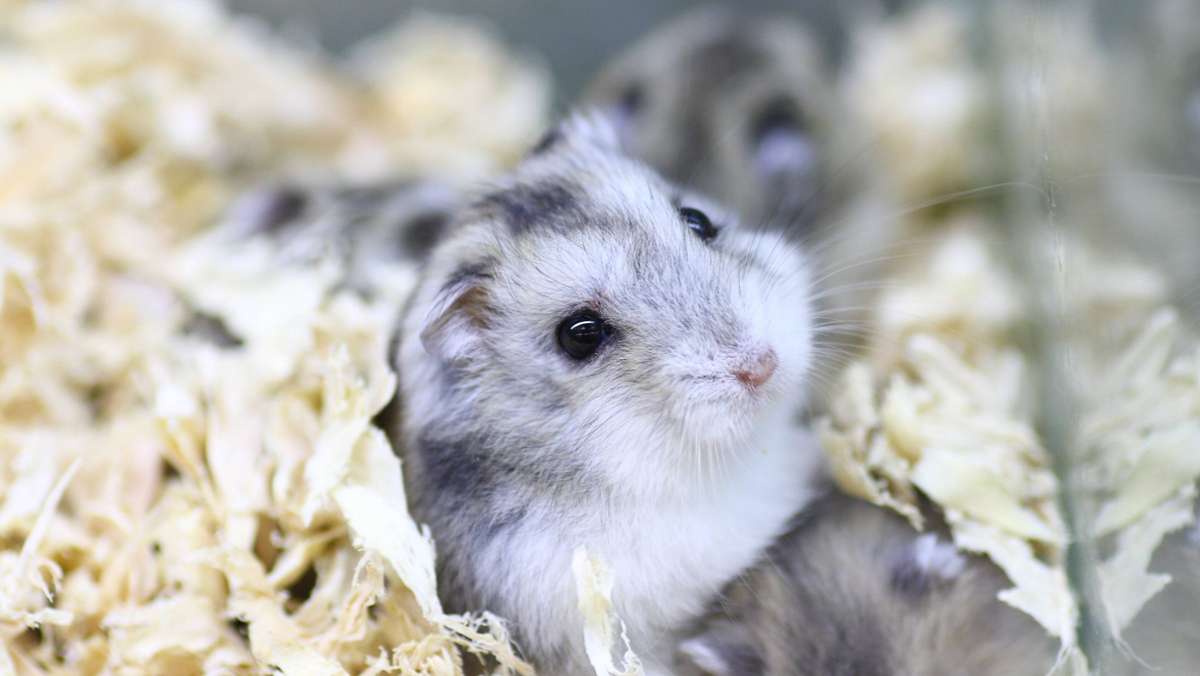 Video von Hamster-Labyrinth: Dieser Nager bricht aus dem Gefängnis aus