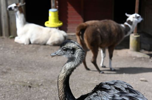 Ein Emu hat es sich bei den beiden verbliebnen Verwandten des Lamas im Tiergarten Neufang  bequem gemacht. Foto: Carl-Heinz Zitzmann