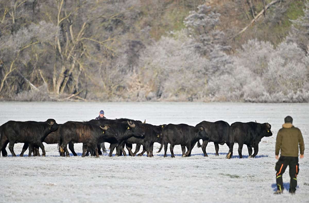 Die Gunst der Stunde nutzten die 18 Wasserbüffel, die gerade erst ihr neues Domizil an den Erlensee-Wiesen  bezogen hatten, zu einem ausgedehnten Winterspaziergang über die Werrawiesen. Foto: Heiko /Matz