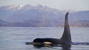 Kanadas Westküste: Orca-Junges befreit sich nach Wochen aus Lagune
