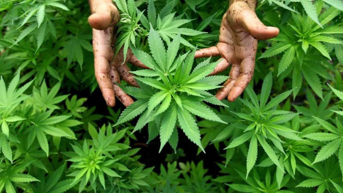 Thüringen: Polizisten entdecken Cannabis-Zucht in Gartenanlage