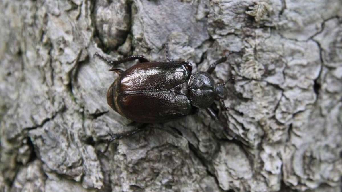 Thüringen: Naturschützer entdecken zwei angeblich ausgestorbene Käfer
