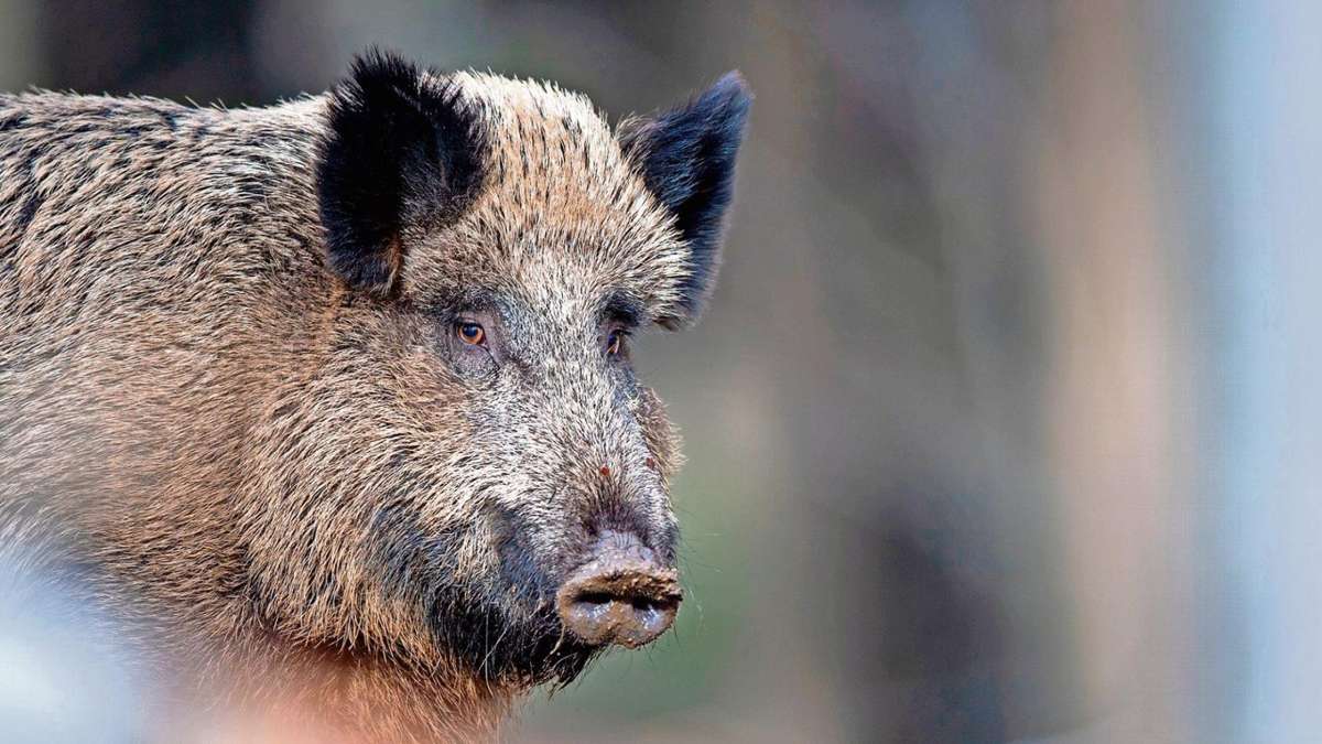Floh-Seligenthal: Grenzregime mit Elektrozaun: Testlauf wider die Schweinepest
