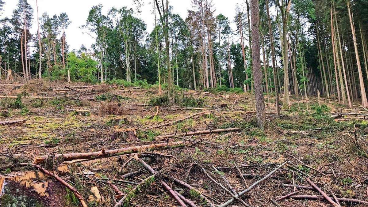 Heldburg: Waldwirtschaft: Heldburg verordnet sich Zwangsoptimismus