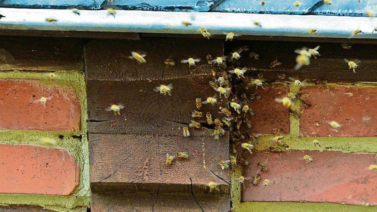 Sonneberg/Neuhaus: Ausgebüxtes Bienenvolk bevölkert Sonneberger Backsteinhaus