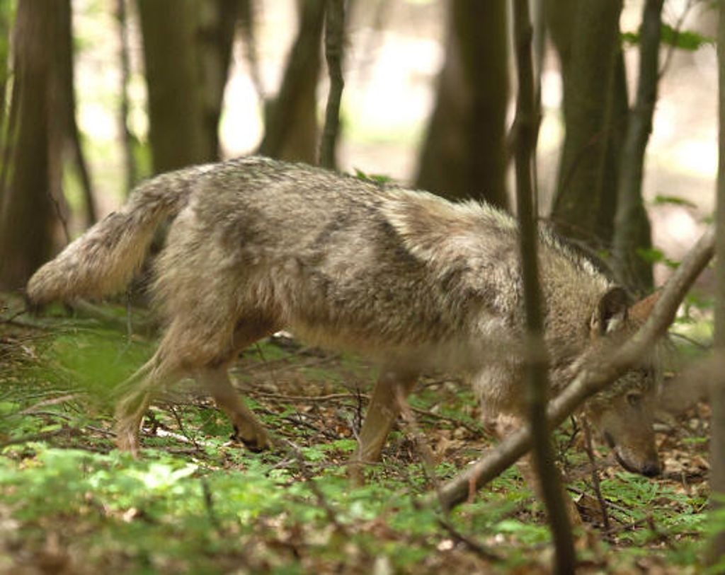 Am Rande des Truppenübungsplatzes Ohrdruf konnten Naturschützer am 11. Mai 2014 einen jungen Wolf beobachten. Foto: NABU/S. Böttner