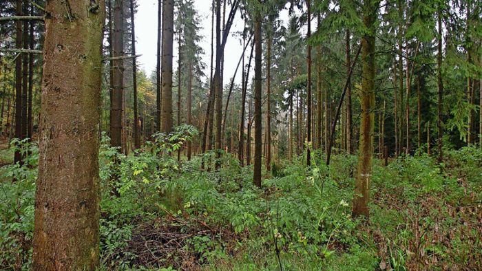 Forstwirtschaft: Ziel: Gesunder Wald für    nächste  Generation