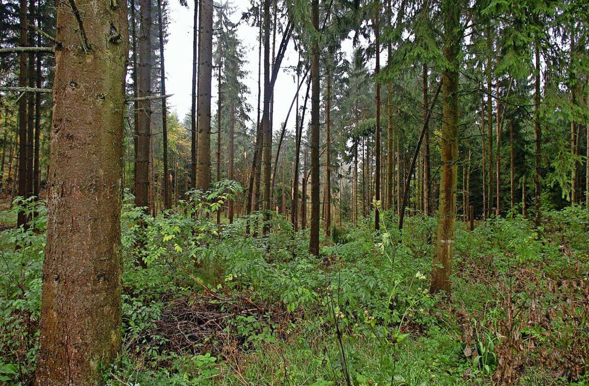 Bei uns kann sich der Wald in vielen Flurstücken glücklicherweise noch selbst verjüngen, ist Themars Revierförster Hubert Fritz überzeugt. Foto: Wolfgang Swietek