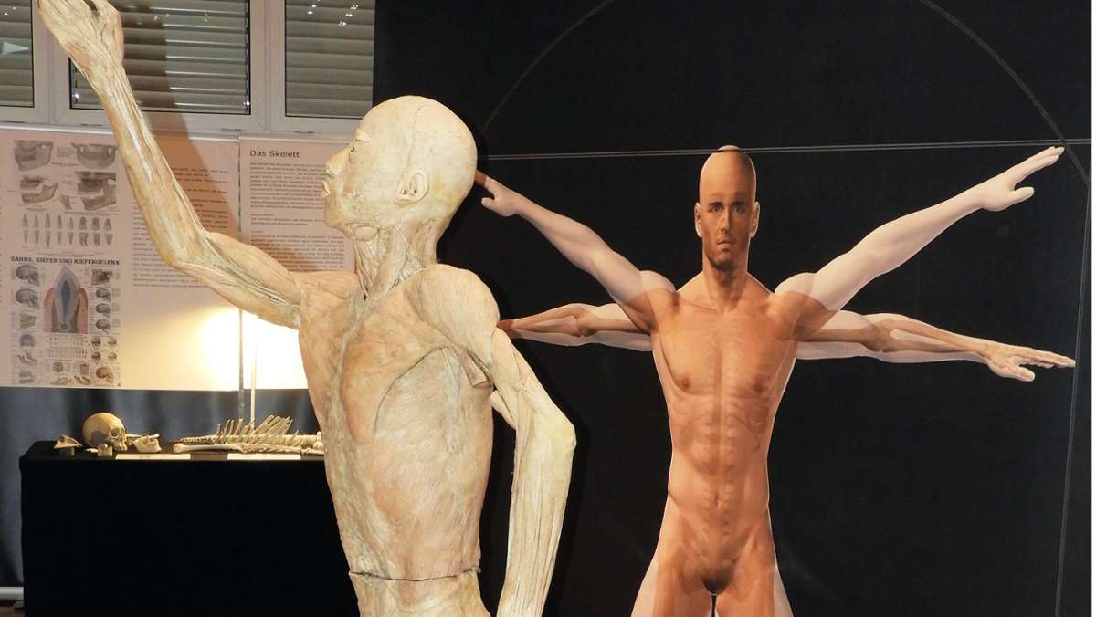 Anatomie-Ausstellung: Seriöse Aufklärung statt Exhibition