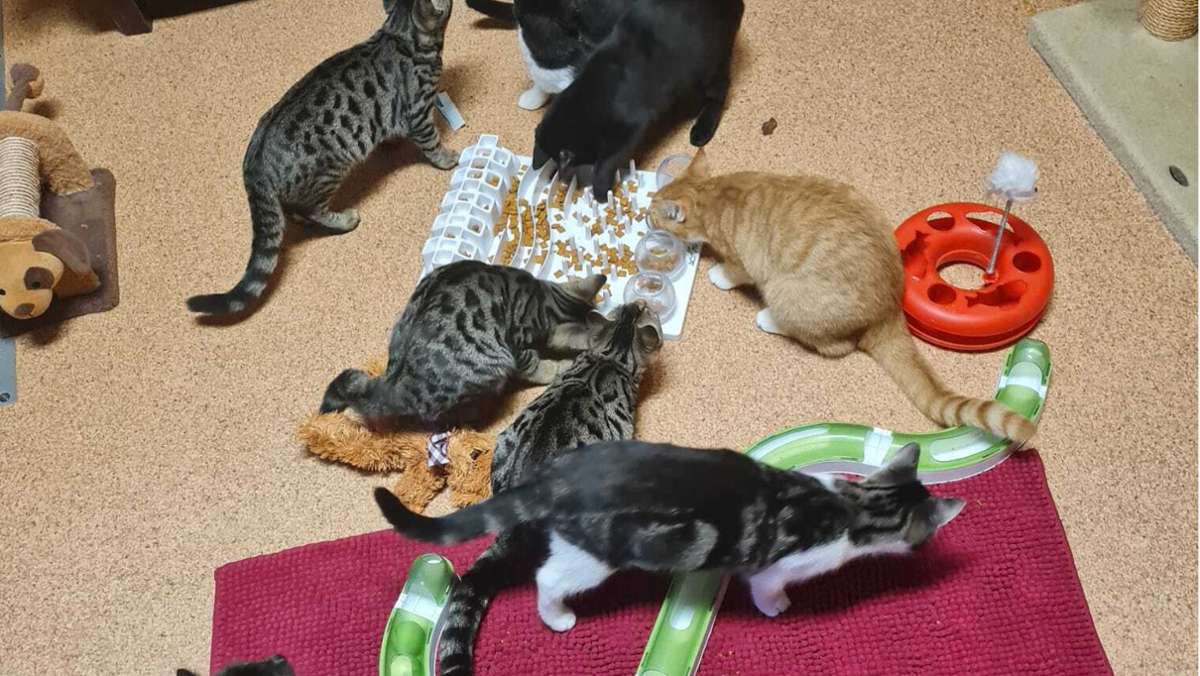 Tierauffangstation Meiningen: Munteres Gewimmel im Katzenhaus