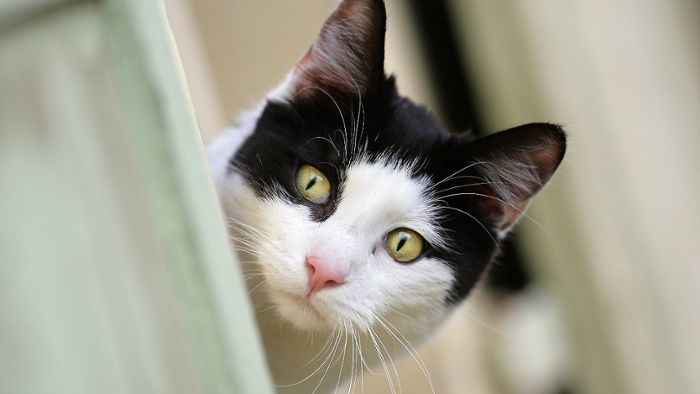 Grausiger Fund: Tierbesitzer entdeckt verstümmelte Katze