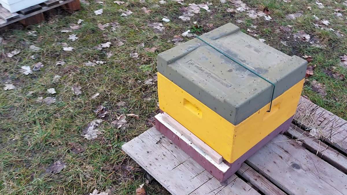 Beutezug: Ein Bienendieb treibt sein Unwesen