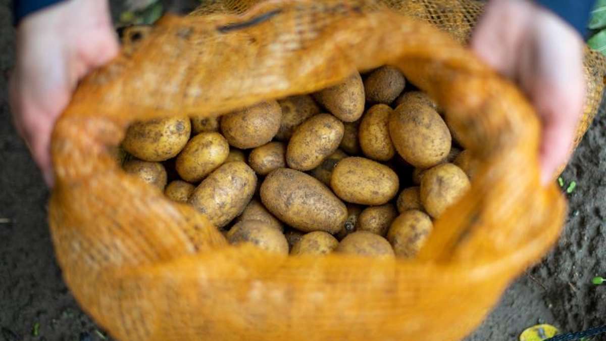 Friemar: Bernina ist Thüringer Kartoffel des Jahres