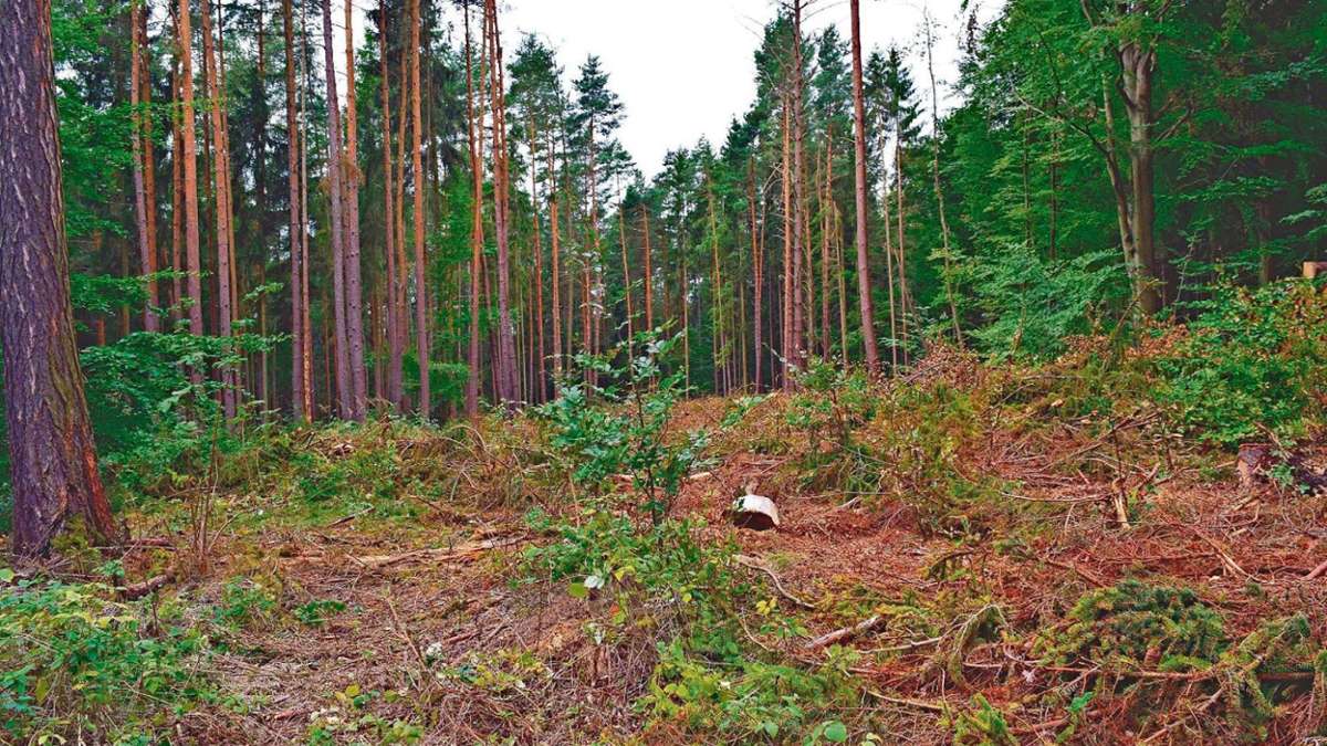 Schmalkalden: Fambacher Waldbesitzer forsten auf und zahlen drauf