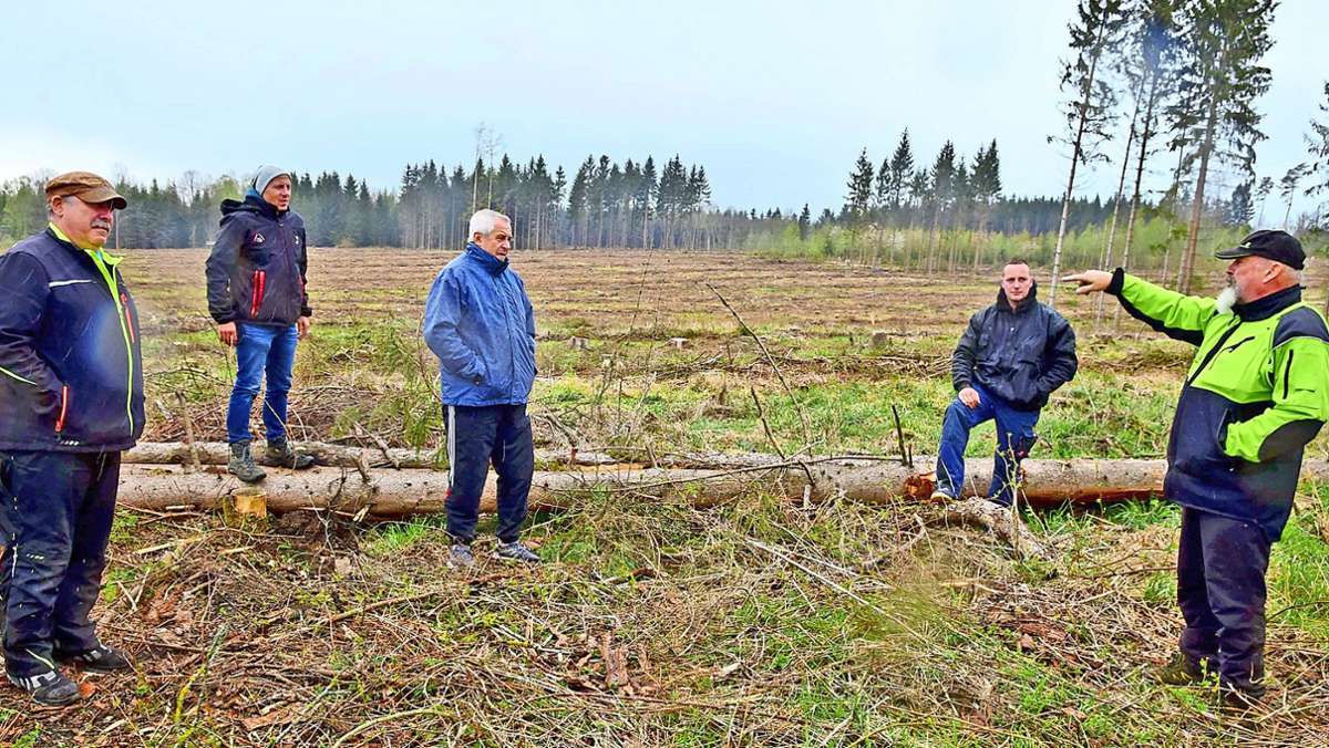 Waldwirtschaft: 240 000 Euro für die Neuaufforstung