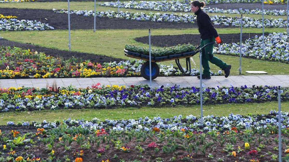 Erfurt: Bunte Schwertlilien-Pracht: Irisgarten im Erfurter egapark wird saniert